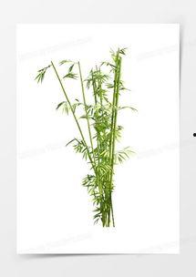 成人吃竹子的视频动画,成人吃竹子的趣味动画揭秘  第2张