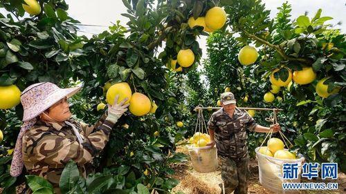 蜜柚视频成人片,成人片背后的故事与影响  第2张