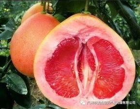 蜜柚视频成人片,成人片背后的故事与影响  第3张