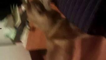 小狼视频成人,探索成人生涯的精彩瞬间  第1张